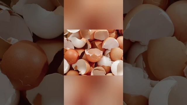 ЯИЧНАЯ СКОРЛУПА ОТ МЕДВЕДОК #Shorts