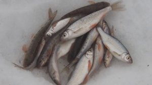 Рыбалка в Сибири #35. Рыбалка на Ине в Мотково. 25 марта 2017.