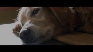 A Dog's Purpose Trailer (2017) - Peggy Lipton, Britt Robertson, Josh Gad