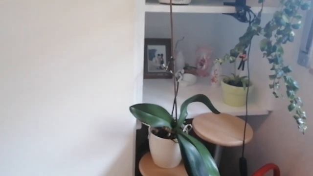 Мои комнатные растения, небольшие изменения#цветы #растения #мотивация #влог #комнатныерастения # смотреть онлайн