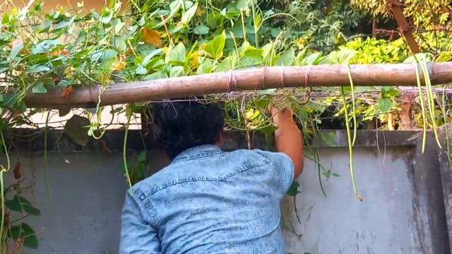 Organic Kitchen Garden Harvesting in BANGLADESH | Biggest Harvest till Now ! смотреть онлайн