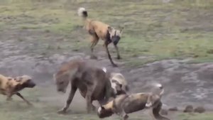 Собаки  напали на гиену