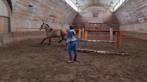 Продажа Ахалтекинских лошадей                    Sale of Akhal-Teke horses https://akhaltekellc.com