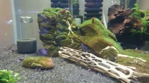 Аквариумы с креветками кристаллами и сулавеси кардиналами #аквариумистика #aquarium