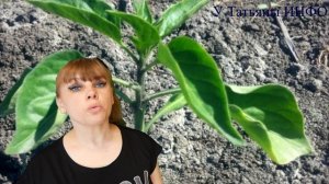 Стоит ли пасынковать перец и когда? Давайте разбираться!