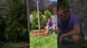 Приствольные круги, мульчирование