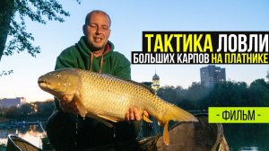 Как поймать большого карпа на платнике. Быстрая трофейная рыбалка