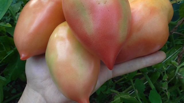 ОЧЕНЬ КОРОТКО О ПЕРЦЕВИДНОМ ТОМАТЕ смотреть онлайн