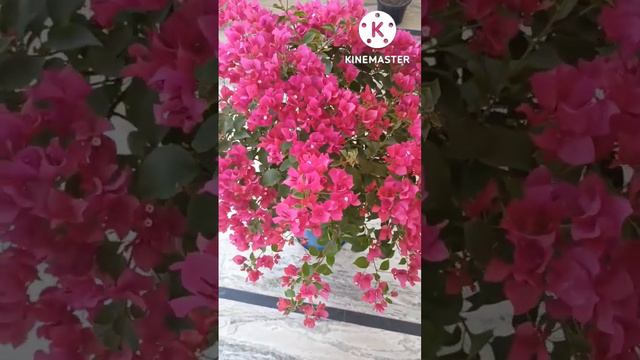 bougainvillea plant beutiful pink flowers 💯 Happy Diwali 🙏 || sourav mini garden#