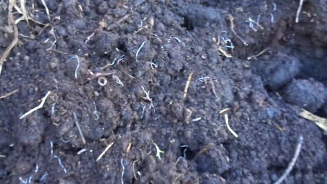 Вермикультивирование конечный результат 05 07 15 05 2014 1 смотреть онлайн