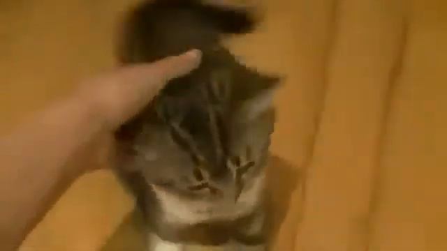 Смешной, говорящий котёнок   позитив на весь день =