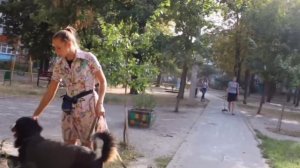 Как научить собаку спокойно выходить на прогулку из дома? Приучаем собаку к спокойствию