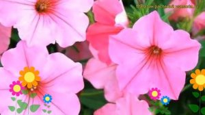 Петуния гибридная фриллитуния F1 Марко Поло. Краткий обзор, описание характеристик F1 Марко Поло