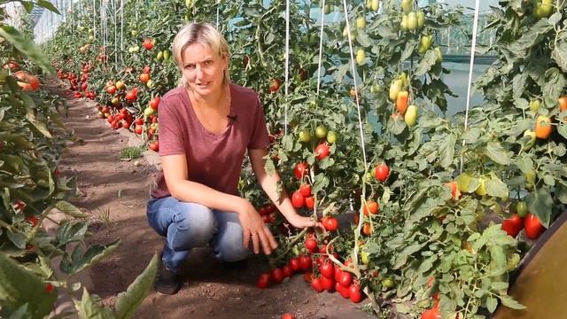 ТОМАТ ГАСПАЧО хорош для томатного супа и пасты. Гавриш. смотреть онлайн