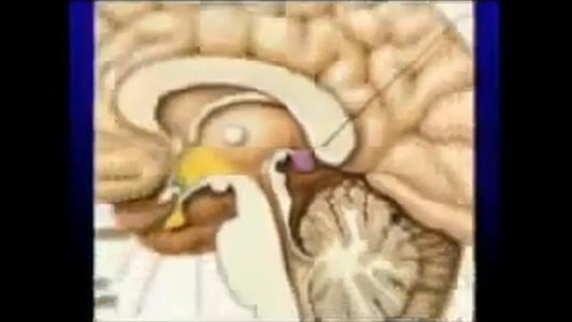 шишковидная железа