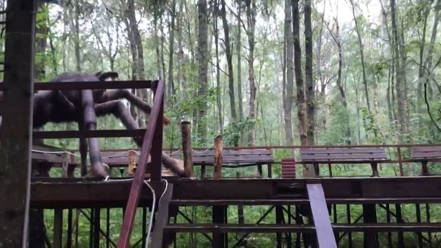 ? Парк Динозавров в "Этномире" в Калужской области. смотреть онлайн