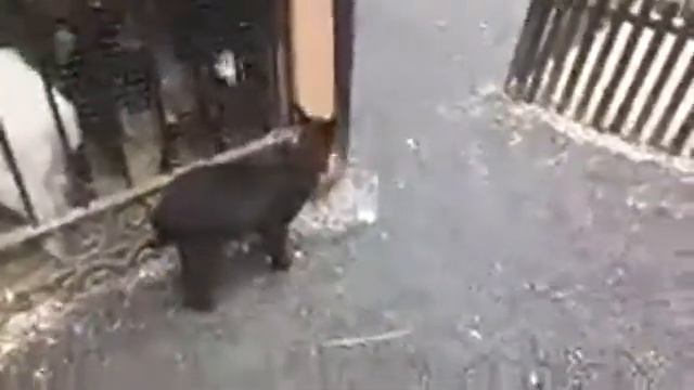 контактный зоопарк смотреть онлайн