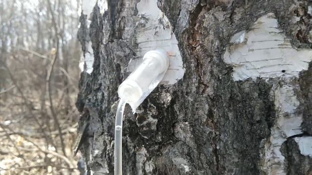 Собираем берёзовый сок. смотреть онлайн