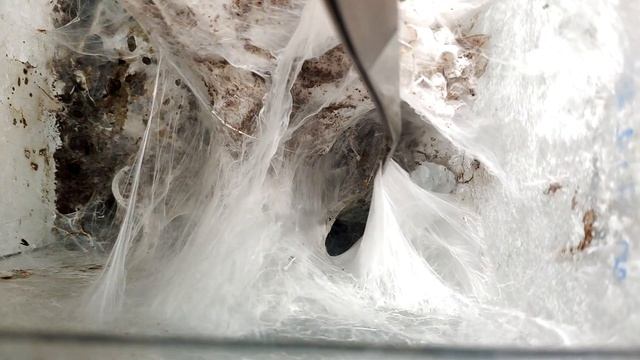 Огромная самка паука птицееда макуляты и ее кокон. Шок. Heteroscodra maculata. Паук дома смотреть онлайн