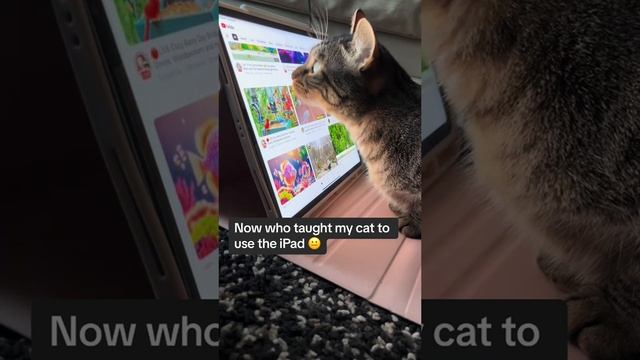 Котик научился управлять iPad с помощью лапок и языка.
Скоро сам начнёт заказывать себе корм.