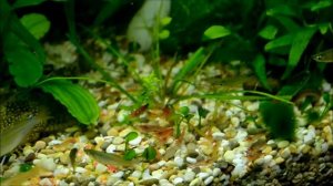 Аквариум креветочник Juwel Rio 125 , кормление питомцев :-)
