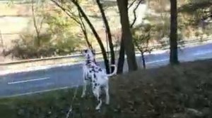 Dalmatian howling