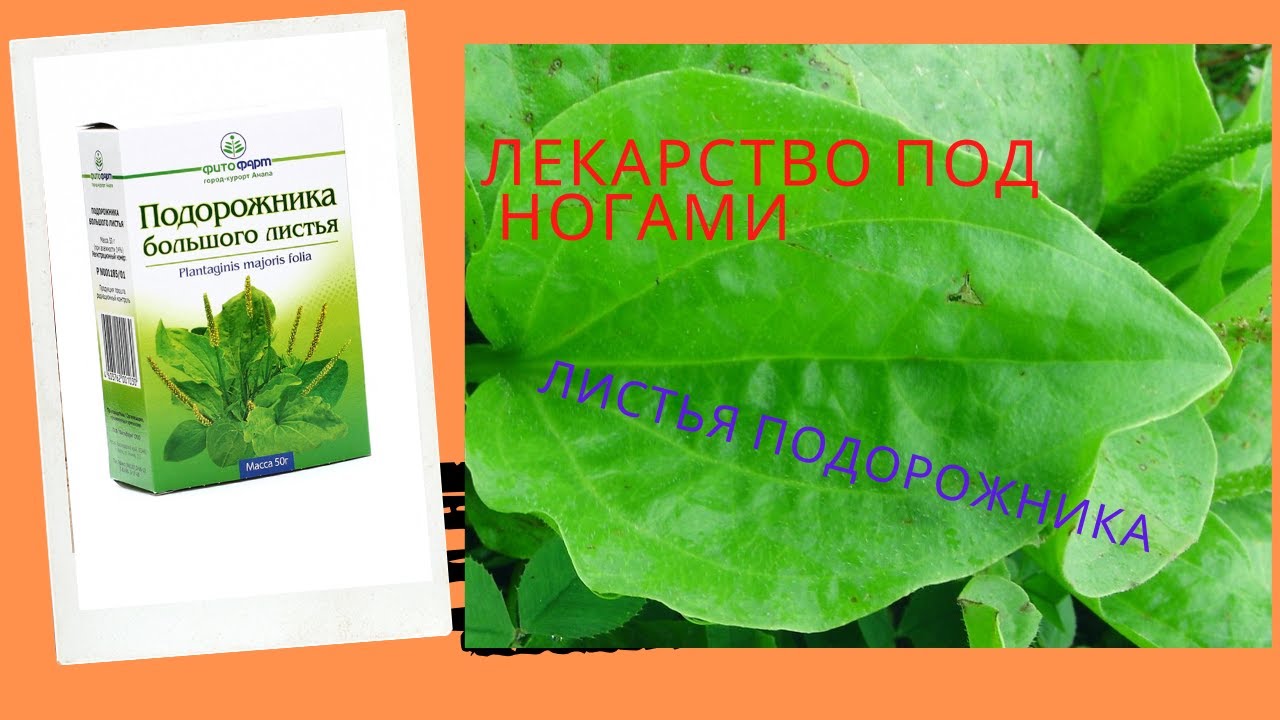 Подорожник - сорняк или лекарство.mp4 смотреть онлайн