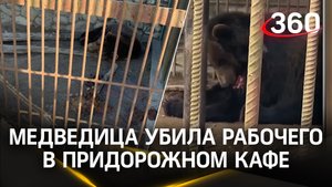 Медведица разорвала рабочего в кафе под Вязьмой, отомстив за 20 лет издевательств