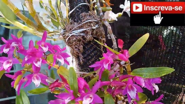 Como está o resultado da minha cattleya Schilleriana no cachepôs. смотреть онлайн