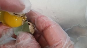 Сет морских ежей и устрицы