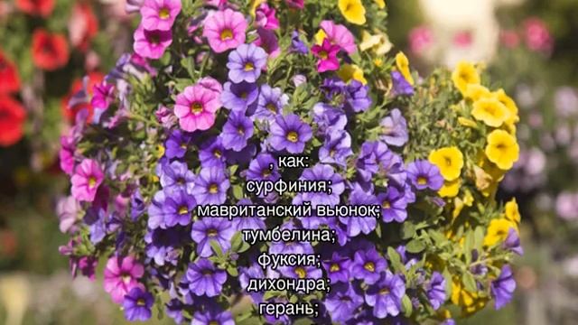 Ампельные неприхотливые многолетние цветы для сада