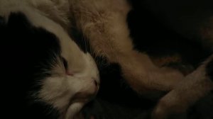 КОТ ГОВОРИТ НА НЕМЕЦКОМ