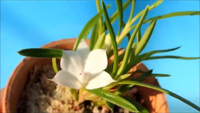 Dendrobium subuliferum orchid смотреть онлайн