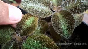 DIY Vertical Tower Garden of Flame Violets & Exploring 20 Varieties Of Episcia | Nandanam Exotics