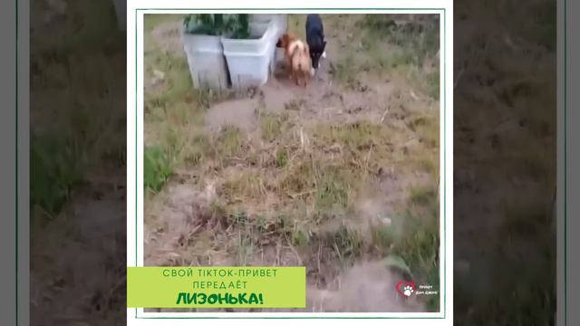 ПРИВЕТ ИЗ ДОМА ОТ ЛИЗОНЬКИ - БЫВШЕЙ ВОСПИТАННИЦЫ ПРИЮТА «Дом Добра»