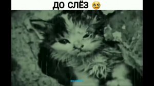 Притча о любви животных!