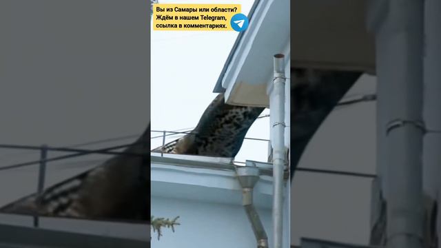 Вы такое видели? Тем временем в Самаре! #самара смотреть онлайн