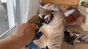 Пума Месси тренирует силу воли