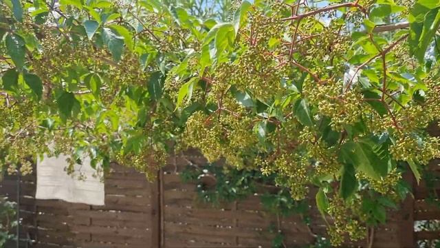 ФРАНЦИЯ СЕГОДНЯ - РЕАЛЬНАЯ ЖИЗНЬ В ПРОВАНСЕ - КАК МЫ  ЖИВЁМ ФРАНЦУЗСКОЙ ДЕРЕВНЕ