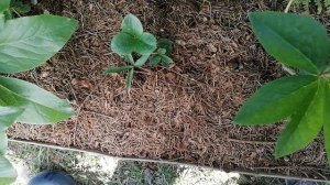 +пересадила Морозники. июнь 2022.mp4