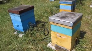 Главный взяток у пчел Отводки пчел на подсолнухе Карника и летний медозбор