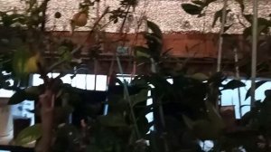 Выбираю цитрусы для среза. Немного об опылении домашних Цитрусов/ Цитрусовый Рай МариАны
