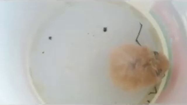 Хищный Хомяк xvid смотреть онлайн