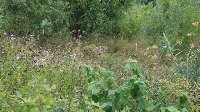 #Едем снова в Новозыково за маслом. #Жизнь в Горно-Алтайске, плюсы и минусы от первого лица смотреть онлайн