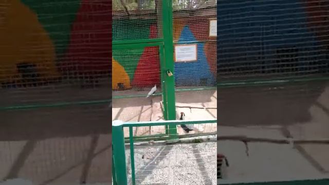 Орловское Полесье зоопарк?? смотреть онлайн