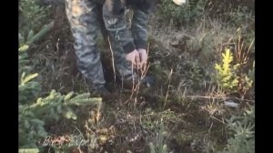 Подготовка места охоты с приманками Buck Expert