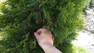 Болезни хвойных. Чернеет  хвоя?