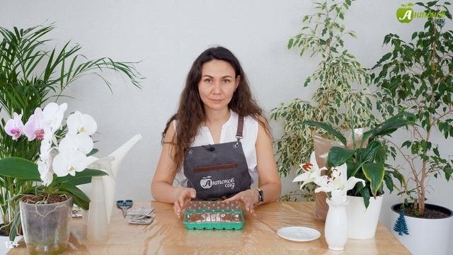 Как выращивать лобелию? Сеем и пикируем!