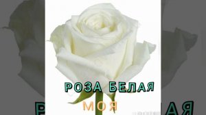 Роза белая  моя(Игорь Кибирев)