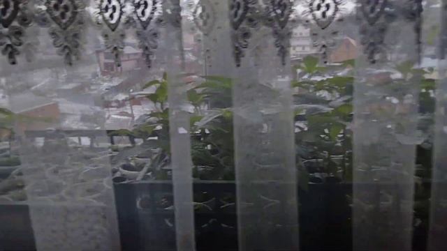 Среди весны зима вернулась.#дача #теплица #рассада # смотреть онлайн